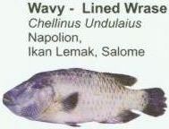 wavy-lined-wrase