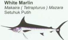 white-marlin