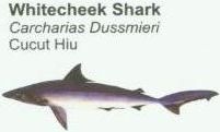 whitecheek-shark