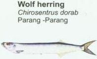 wolf-herring