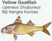 yellow-goatfish