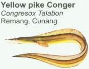 yellow-pike-conger