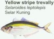 yellow-stripe-trevally